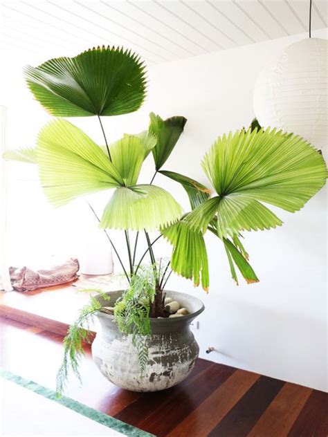 好養植物|10種室內大型植物推薦！耐陰好養、風水招財，沒陽光。